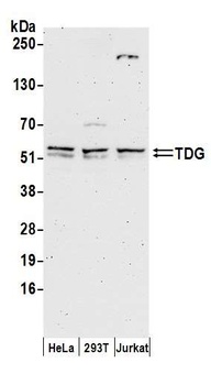 Rabbit TDG Antibody