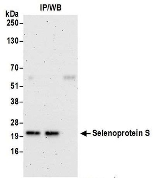 Rabbit anti-Selenoprotein S Antibody