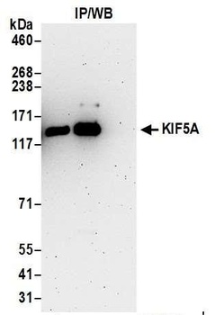Rabbit KIF5A Antibody