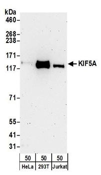 Rabbit KIF5A Antibody