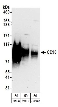 Rabbit CD98 Antibody