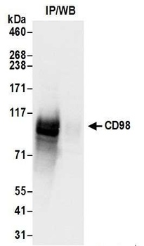 Rabbit CD98 Antibody