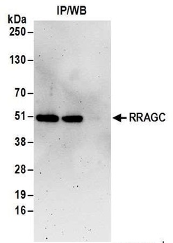 Rabbit RRAGC/RagC Antibody
