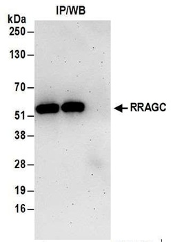 Rabbit RRAGC/RagC Antibody