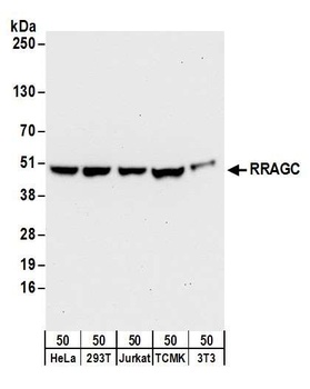 Rabbit RRAGC/RagC Antibody