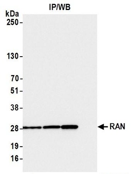 Rabbit RAN Antibody