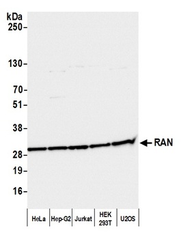 Rabbit RAN Antibody