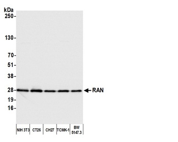 Rabbit RAN Antibody