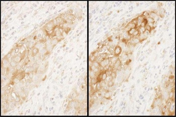 Rabbit WARS Antibody