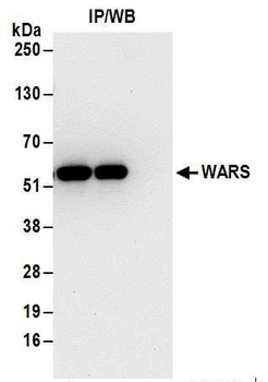 Rabbit WARS Antibody