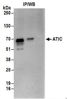 Rabbit ATIC Antibody