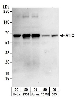 Rabbit ATIC Antibody