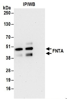 Rabbit FNTA Antibody