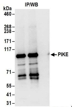 Rabbit PIKE Antibody
