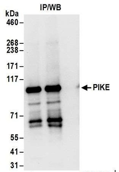 Rabbit PIKE Antibody