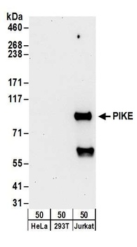 Rabbit PIKE Antibody