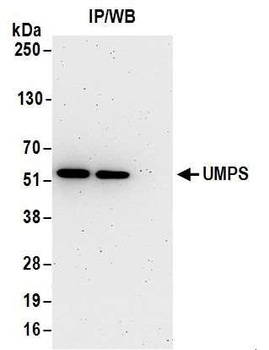 Rabbit UMPS Antibody
