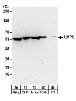 Rabbit UMPS Antibody