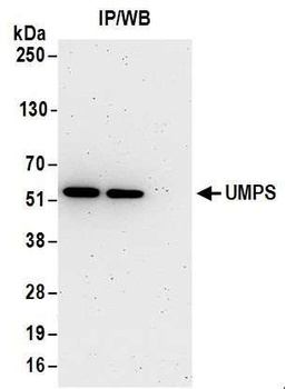 Rabbit UMPS Antibody