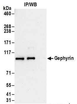 Rabbit Gephyrin Antibody