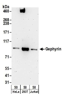 Rabbit Gephyrin Antibody
