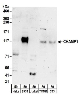 Rabbit anti-CHAMP1 Antibody