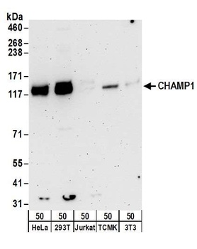 Rabbit anti-CHAMP1 Antibody