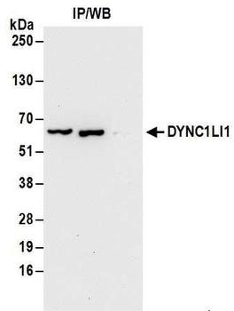 Rabbit DYNC1LI1 Antibody