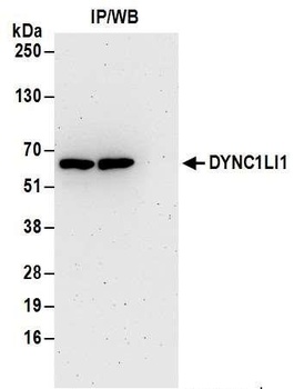 Rabbit DYNC1LI1 Antibody