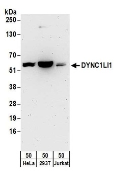 Rabbit DYNC1LI1 Antibody