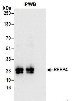 Rabbit REEP4 Antibody