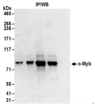 Rabbit c-Myb Antibody