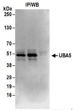Rabbit UBA5 Antibody