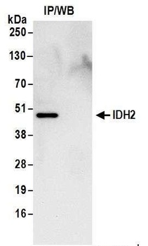 Rabbit IDH2 Antibody