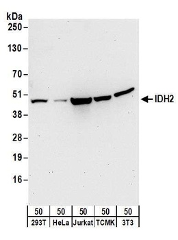 Rabbit IDH2 Antibody