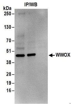 Rabbit WWOX Antibody