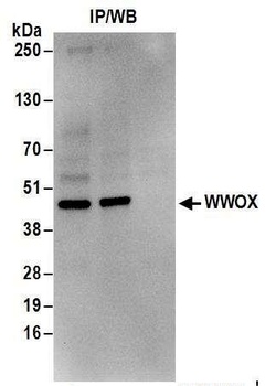 Rabbit WWOX Antibody
