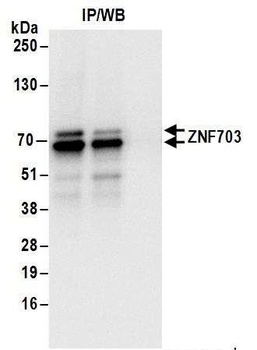 Rabbit ZNF703 Antibody