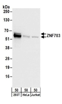 Rabbit ZNF703 Antibody