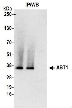 Rabbit ABT1 Antibody