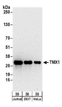 Rabbit TMX1 Antibody