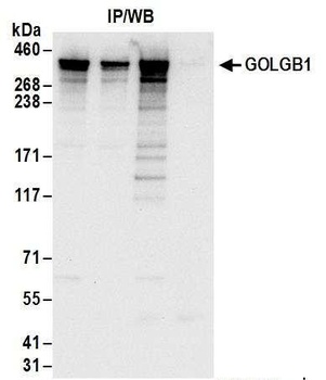 Rabbit GOLGB1 Antibody