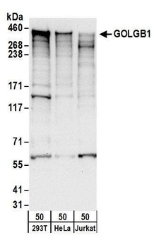 Rabbit GOLGB1 Antibody