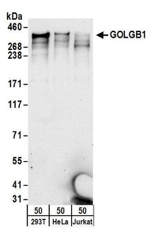 Rabbit GOLGB1 Antibody