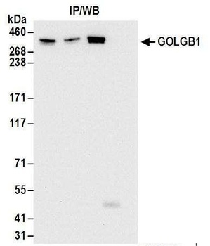 Rabbit GOLGB1 Antibody