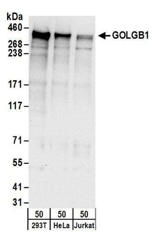 Rabbit GOLGB1 Antibody
