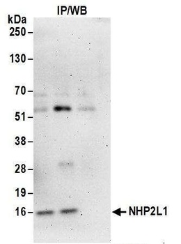 Rabbit anti-NHP2L1 Antibody