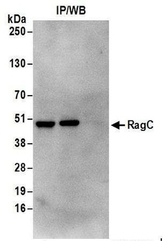 Rabbit RRAGC/RagC Antibody