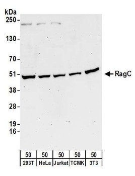 Rabbit RRAGC/RagC Antibody