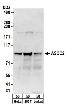 Rabbit ASCC2 Antibody